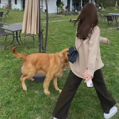 小谢尔顿第四季